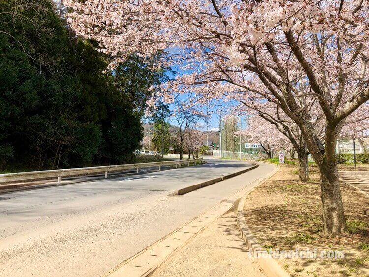 太平山の麓に咲く桜