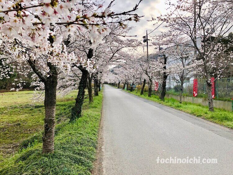 太平山神社へ続く道の桜