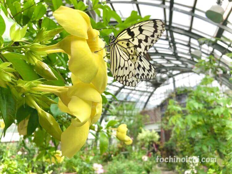 花ちょう遊館のオオゴマダラ（日本で一番大きい蝶）