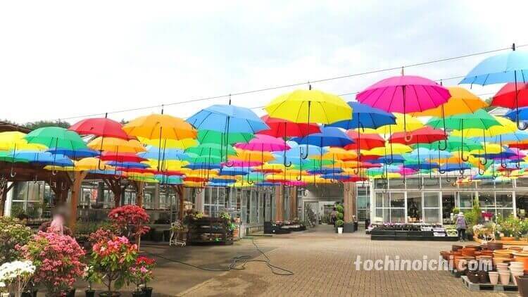 鹿沼市花木センターのカラフルな傘（パラソル）