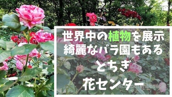 とちぎ花センター｜栃木市岩舟町｜青いバラのあるバラ園や温室も人気のスポットのアイキャッチ画像