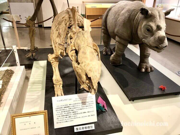 葛生化石館に展示されたニッポンサイの復元骨格模型
