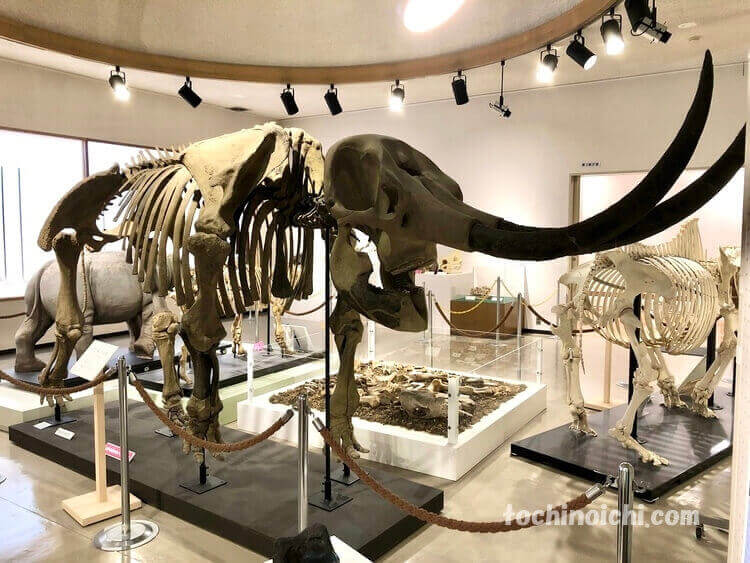 葛生化石館に展示されたアケボノゾウの骨格標本