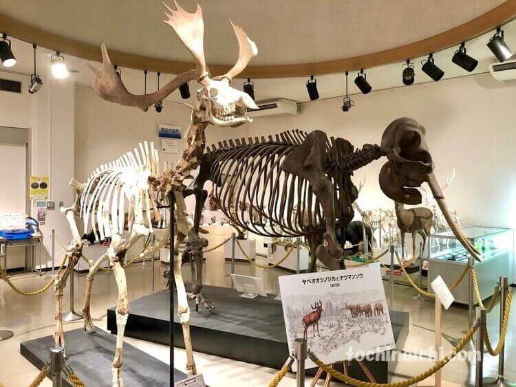 葛生化石館に展示されたヤベオオツノジカの骨格標本