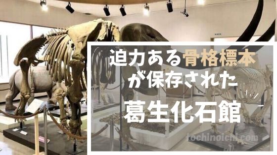 葛生化石館｜化石採集教室も開催｜観光におすすめの無料博物館のアイキャッチ画像