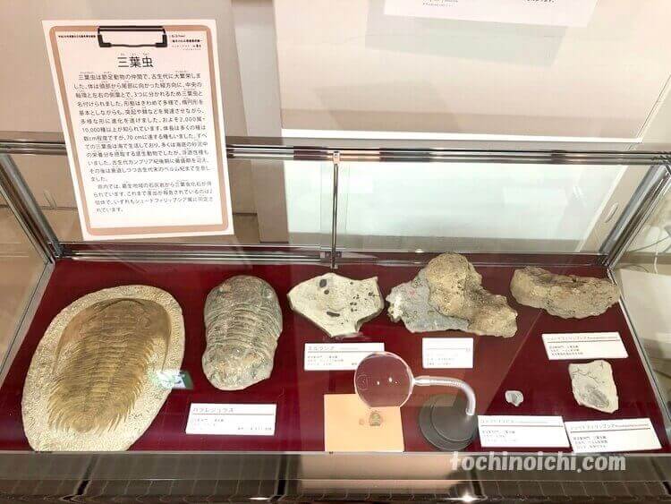 葛生化石館に展示されたペルム紀の海洋生物の化石