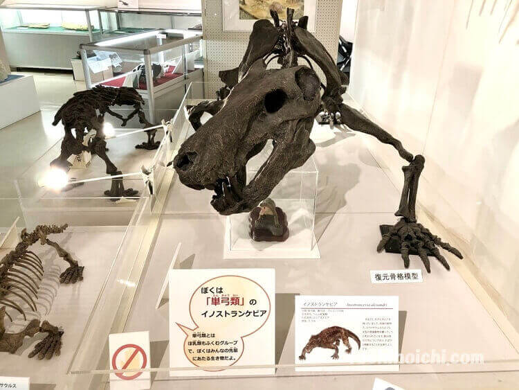 葛生化石館に展示された単弓類の復元骨格模型