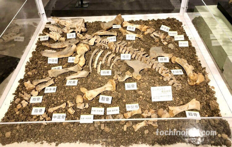 葛生化石館に展示されたニッポンサイの骨格標本