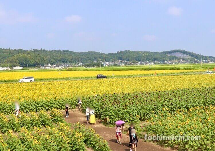益子町 ひまわり畑の展望台からの風景