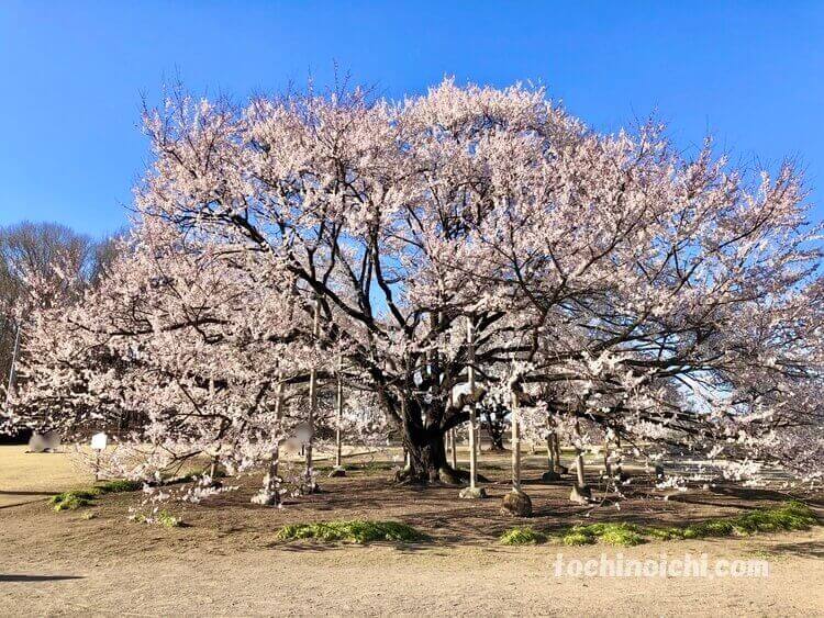 下野市 天平の丘公園の尼寺跡に咲く薄墨桜