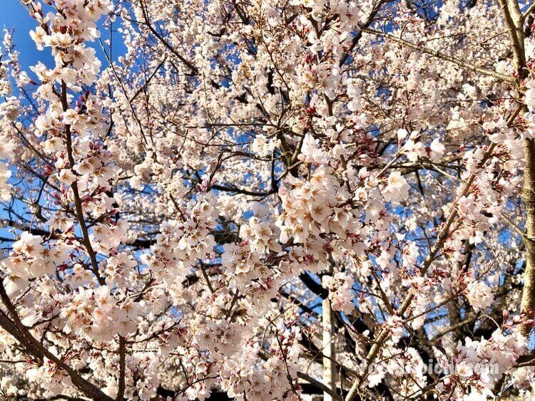 天平の丘公園の満開の桜