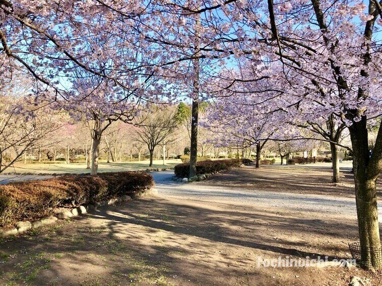 天平の丘公園の園内の桜