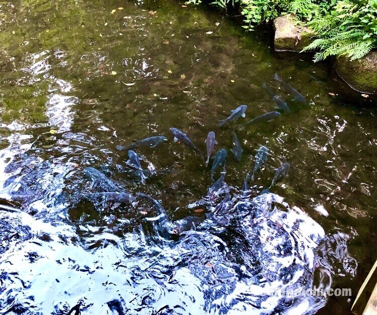 天平の丘公園の池を泳ぐ鯉
