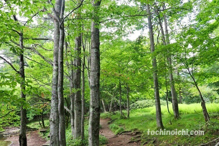 奥日光 湯ノ湖の散策路の美しい緑