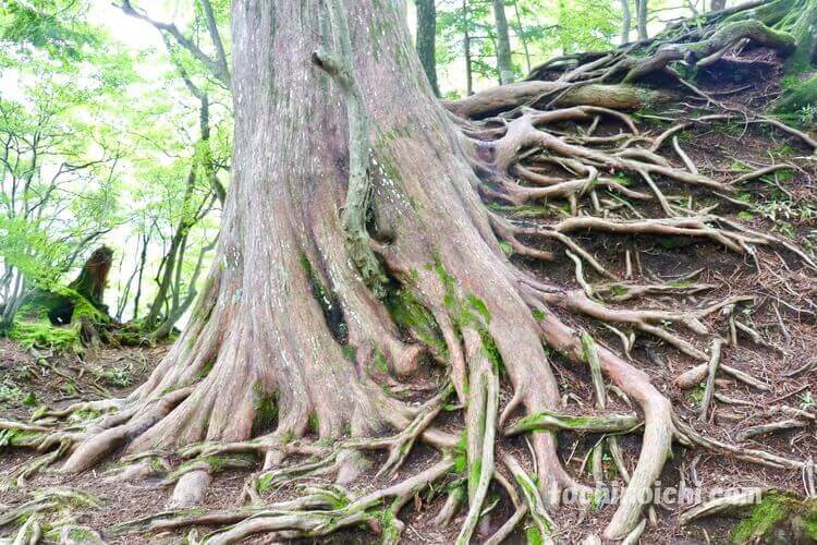 奥日光 湯ノ湖の散策路で見られる生命力を感じられる木の根っこ