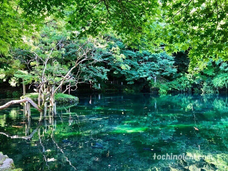 新緑が美しい出流原弁天池の写真