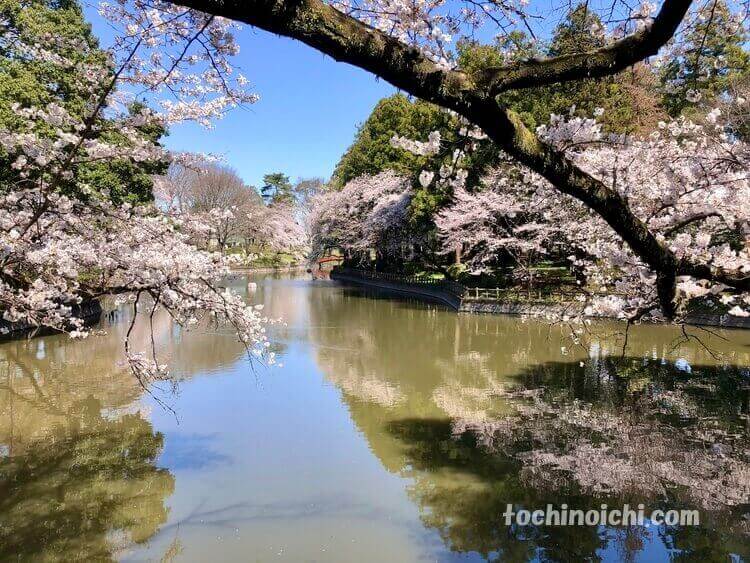 間々田八幡宮の綺麗な桜