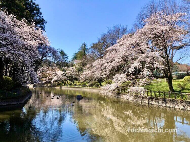 間々田八幡宮の桜