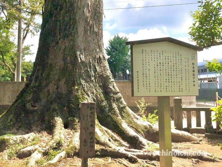 野木神社 フクロウが住むケヤキ