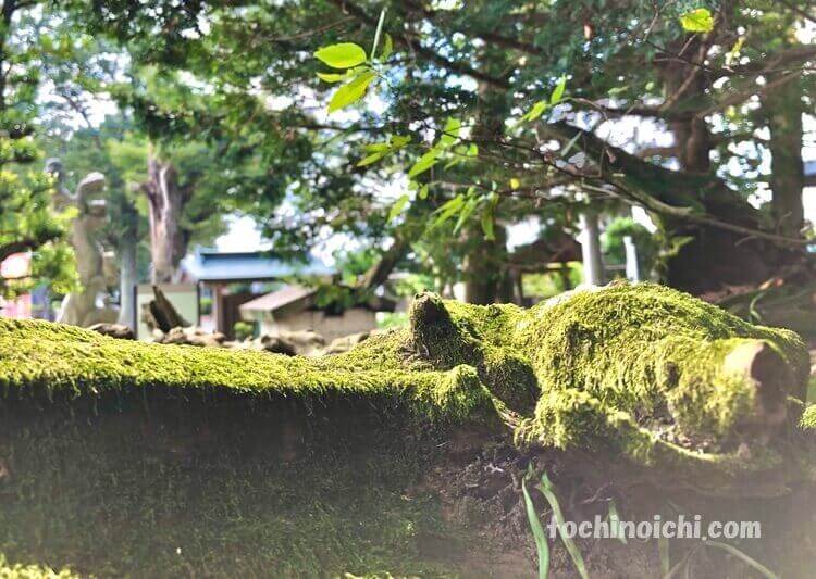 野木神社の境内の様子