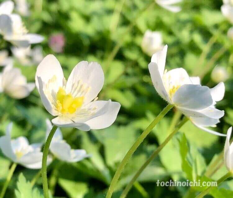 野木神社のニリンソウ（二輪草）の花