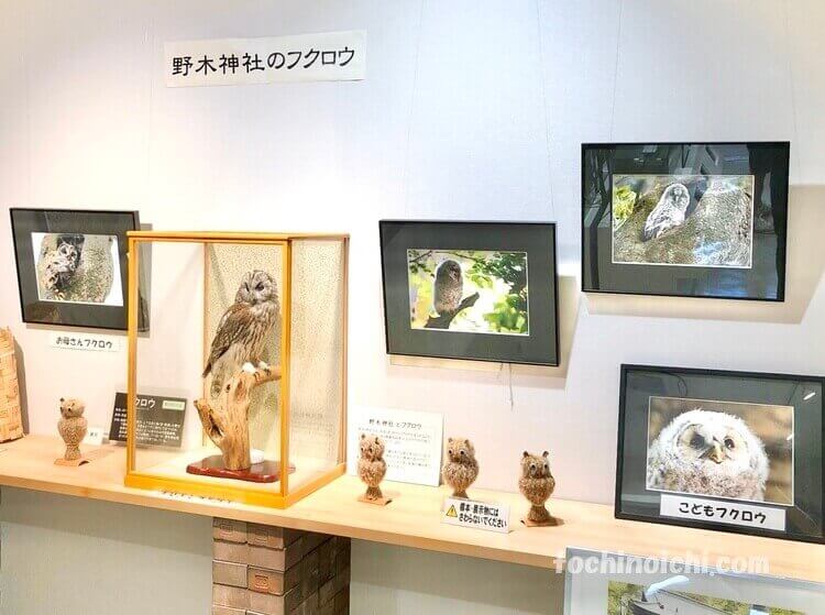 野木ホフマン館に展示されている野木神社のフクロウの剥製や写真