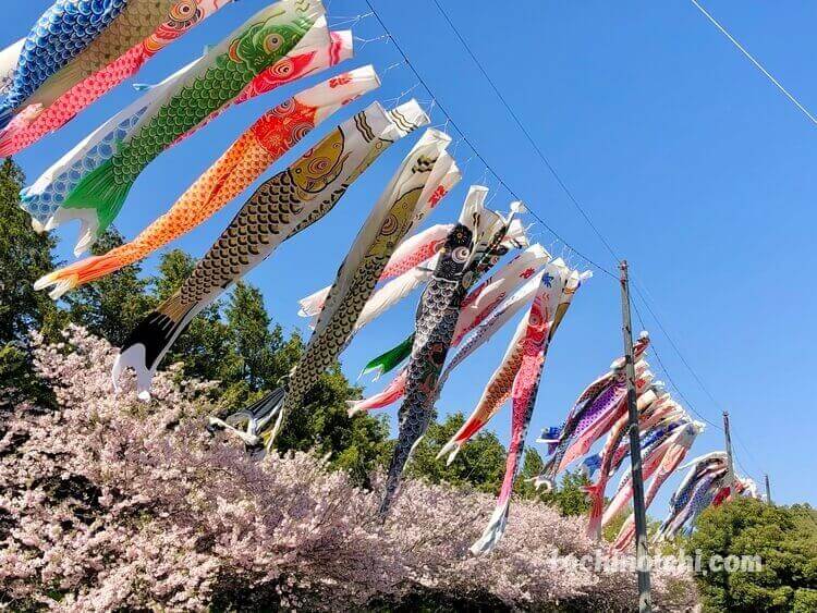 小山総合公園（県南公園）のイベント 鯉のぼり群遊