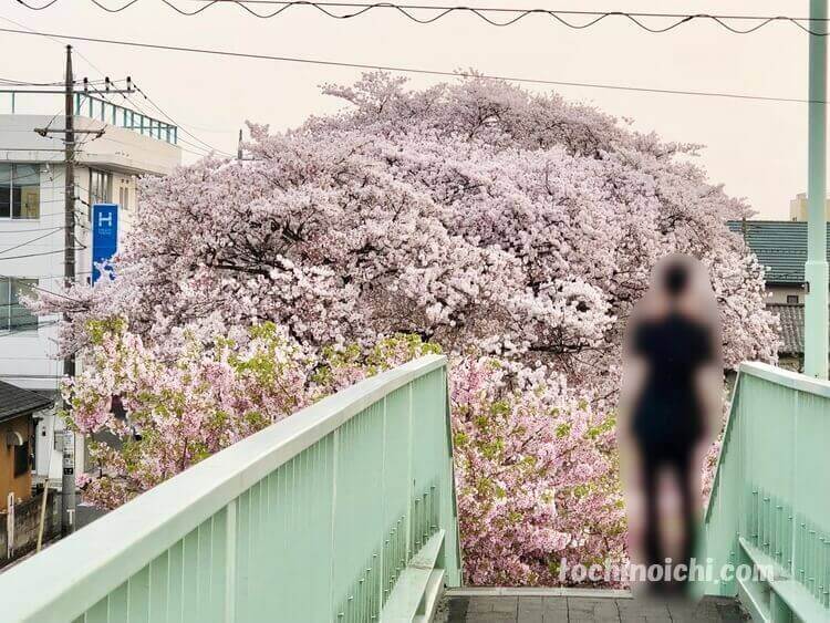 新川桜並木通り 宇都宮市 開花 見頃 新川さくら祭りも人気の桜の名所 とちのいち