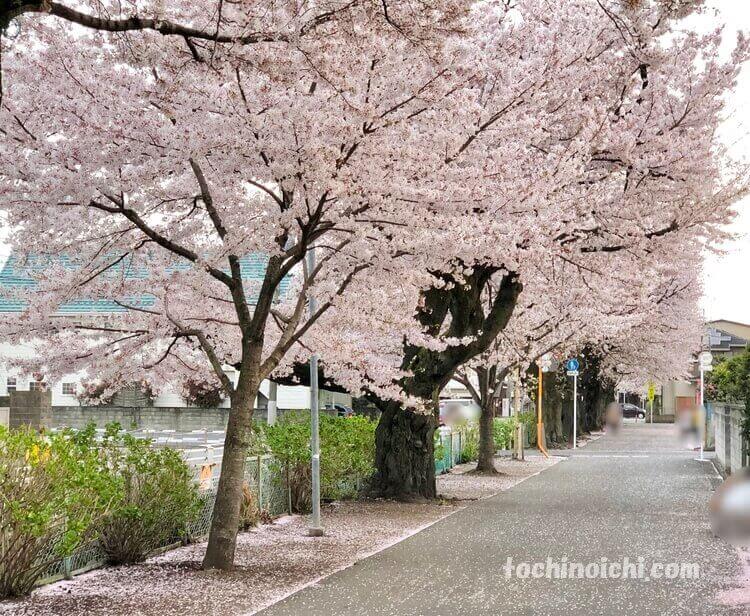 新川桜並木通り 宇都宮市 開花 見頃 新川さくら祭りも人気の桜の名所 とちのいち